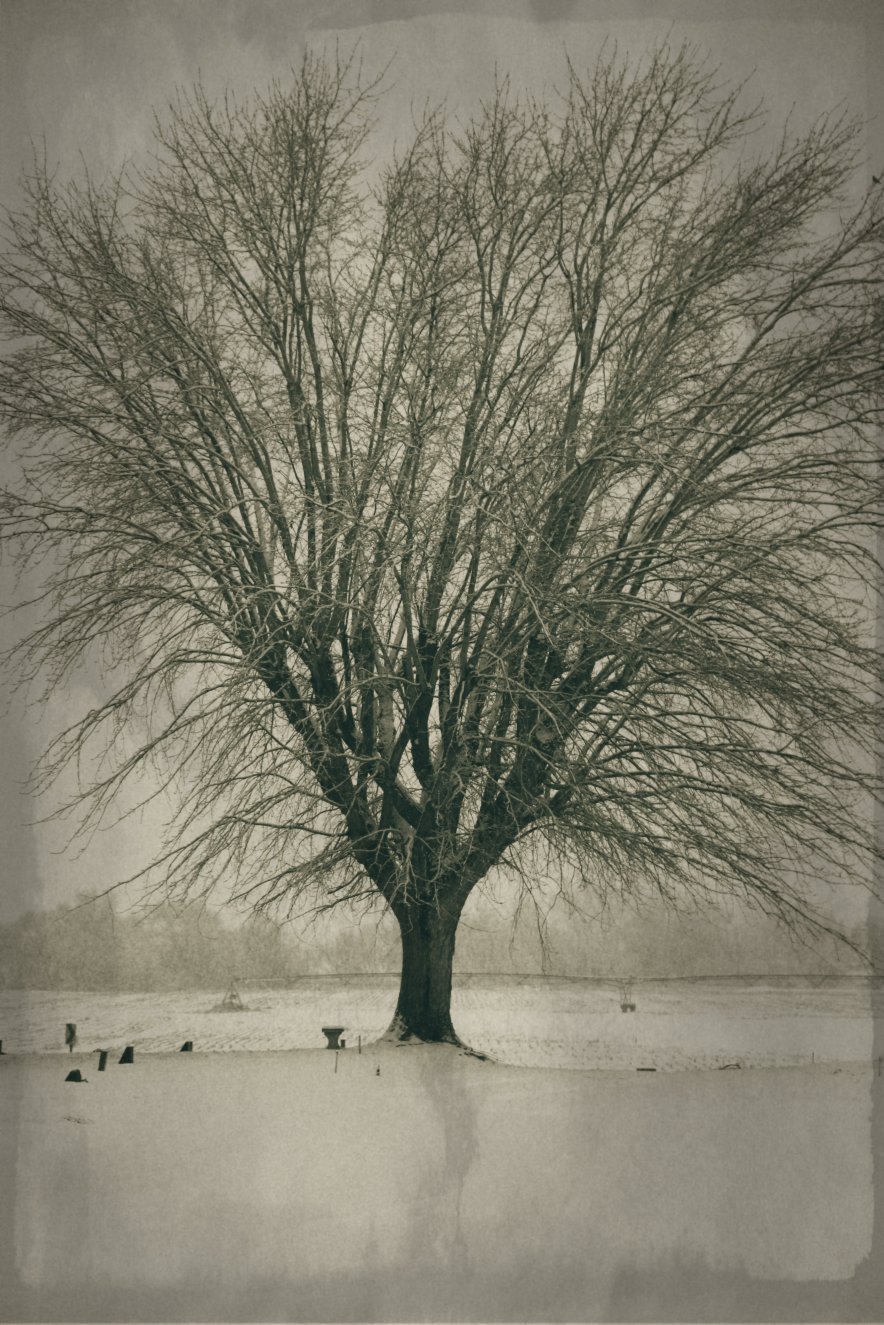 My Mothers Tree Tree